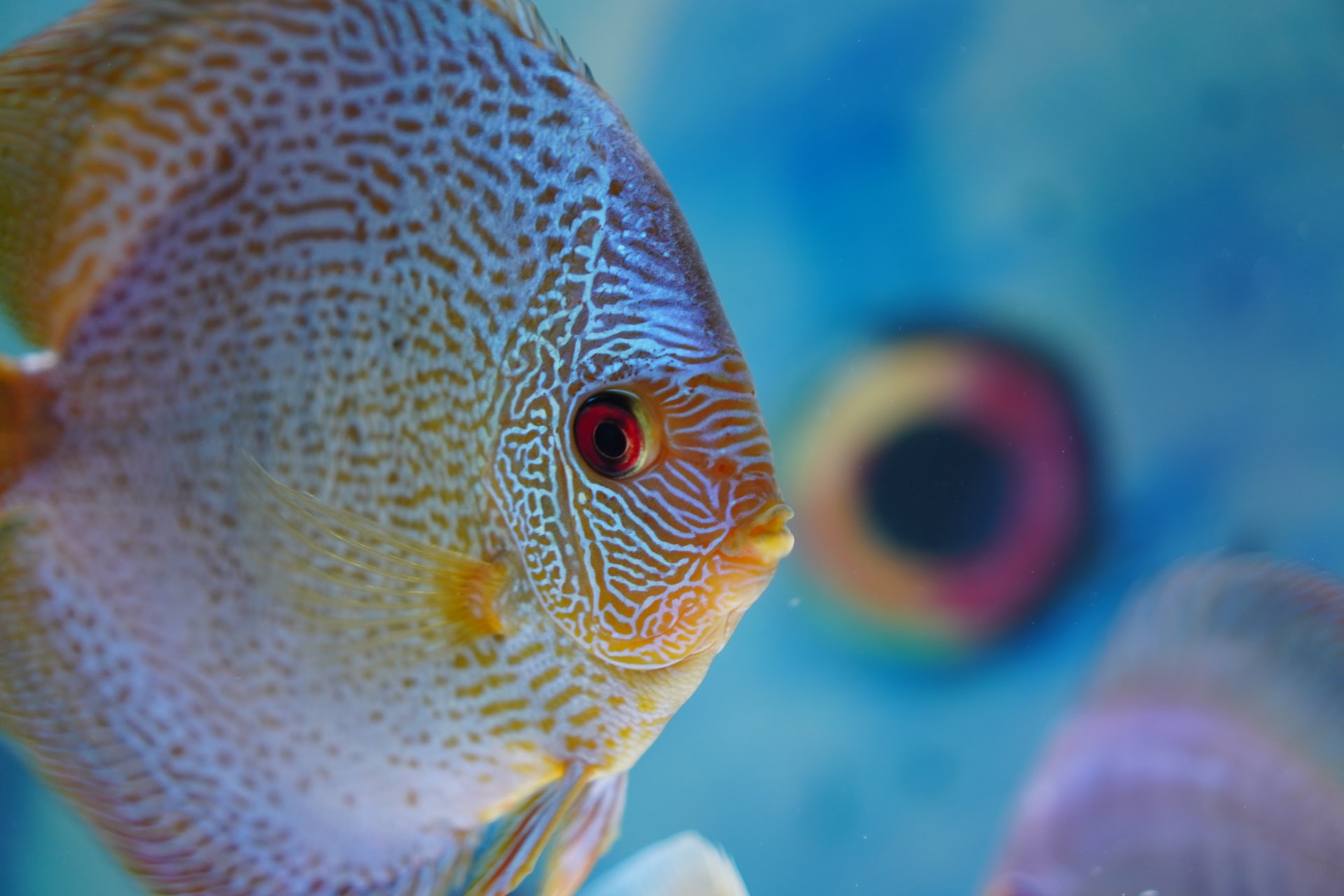 Discus fish: All you need to know about keeping and food